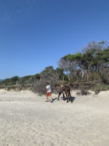 Nettoyage de la plage de Figaretto le 12 Juin 2021, avec les mulets de l'entreprise Terra d'Avvene